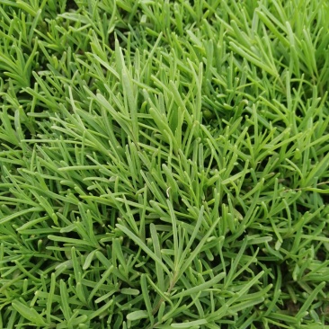 #黄须菜，碱蓬草，东营市特产，黄须菜，碱蓬菜，黄席菜。