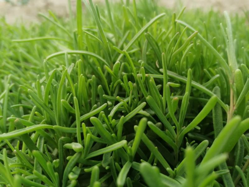#黄须菜，碱蓬草，黄席菜，碱蓬菜东营特产