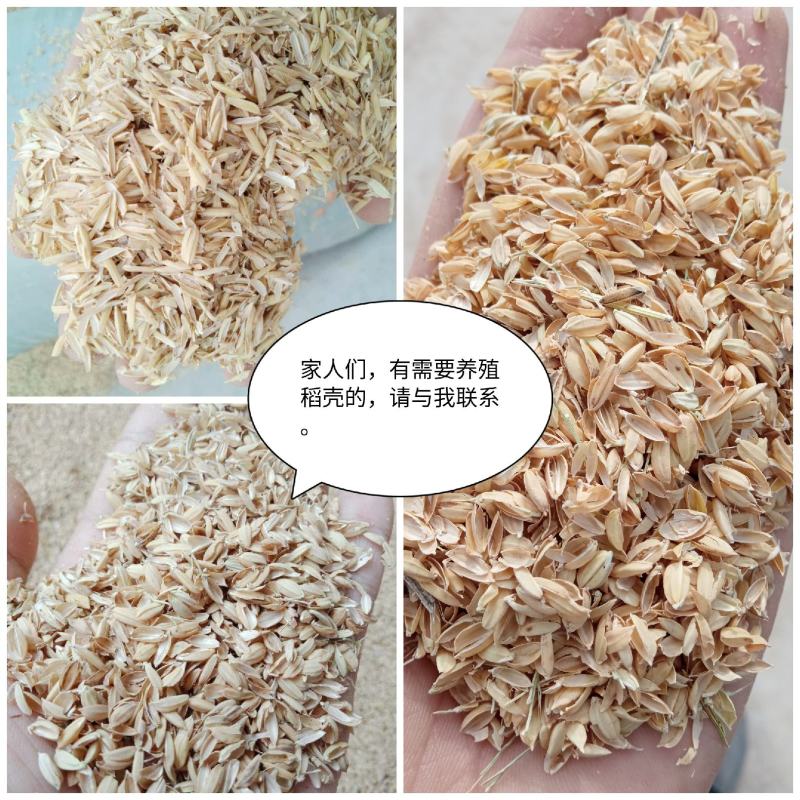 常年供应压缩稻壳，圆壳长壳