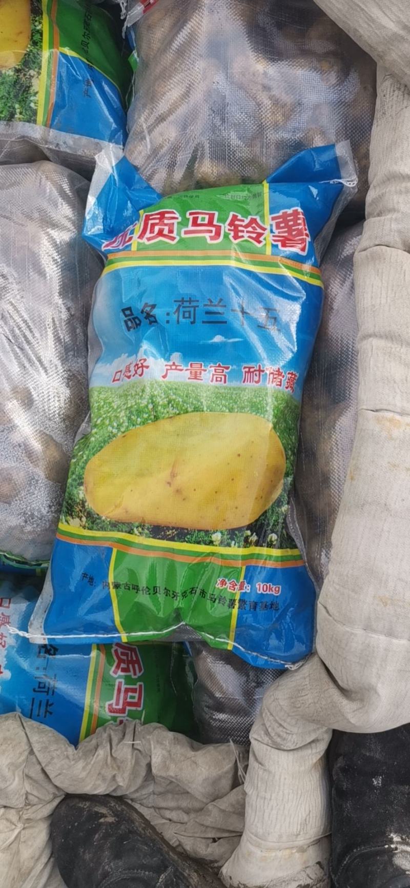 绥化北林荷兰十五.脱毒一级种薯产量高.抗病强