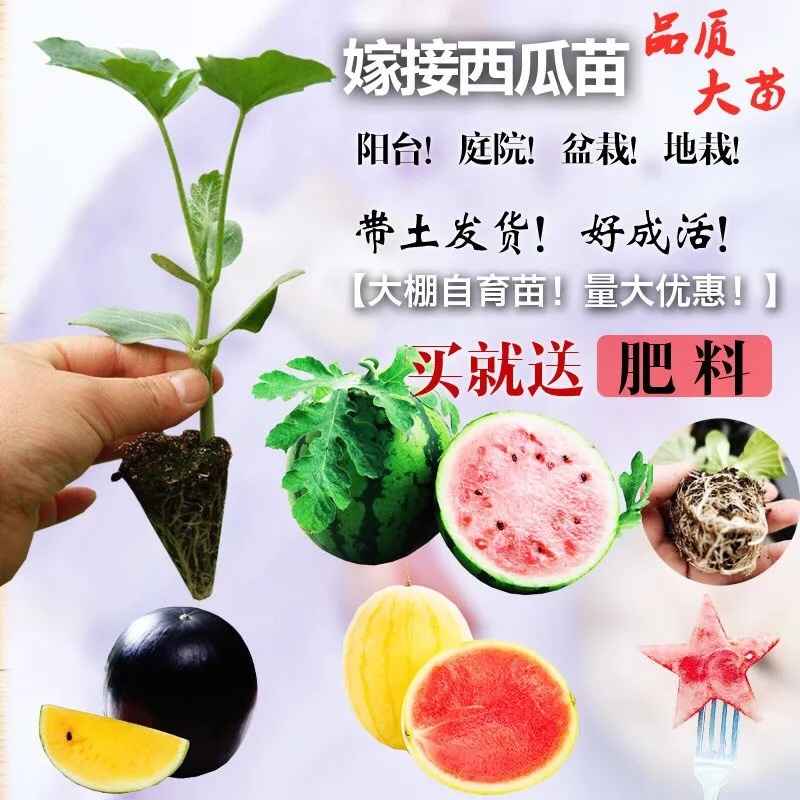 各种蔬菜苗自产自销6颗12颗一件代发对接电商