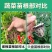 各种蔬菜苗自产自销6颗12颗一件代发对接电商