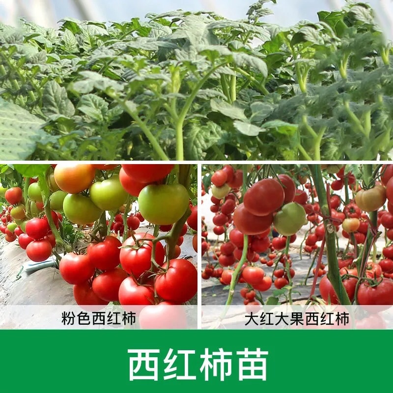 各种蔬菜苗自产自销6颗12颗一件代发对接电商
