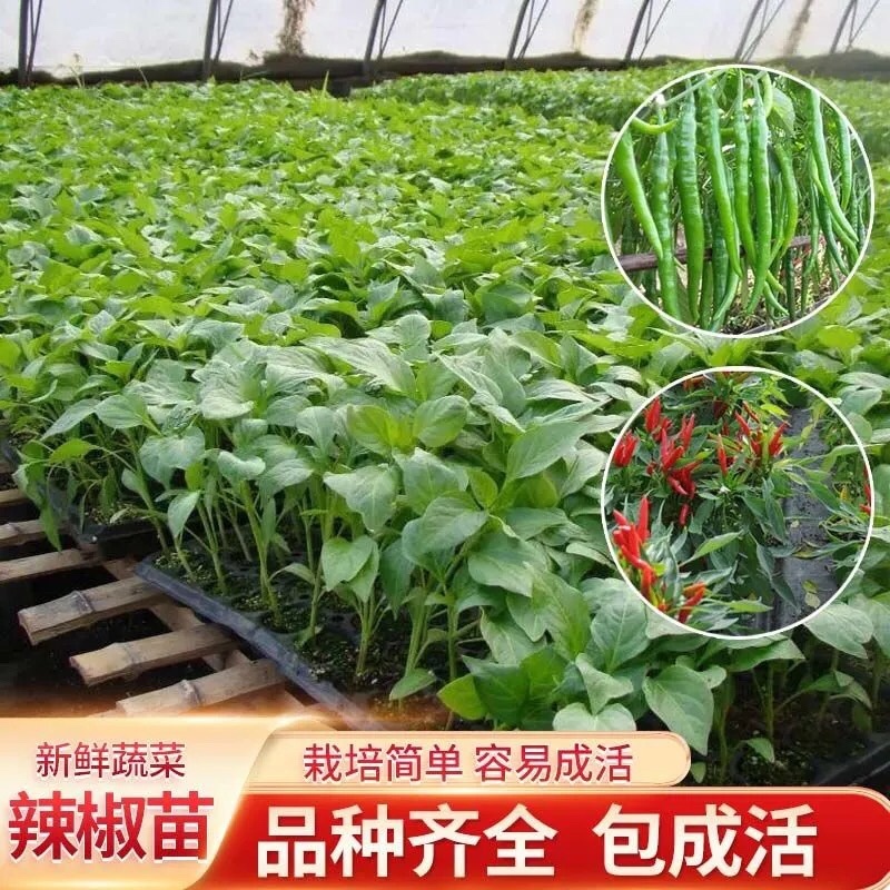 各种蔬菜苗自产自销6颗12颗一件代发对接电商
