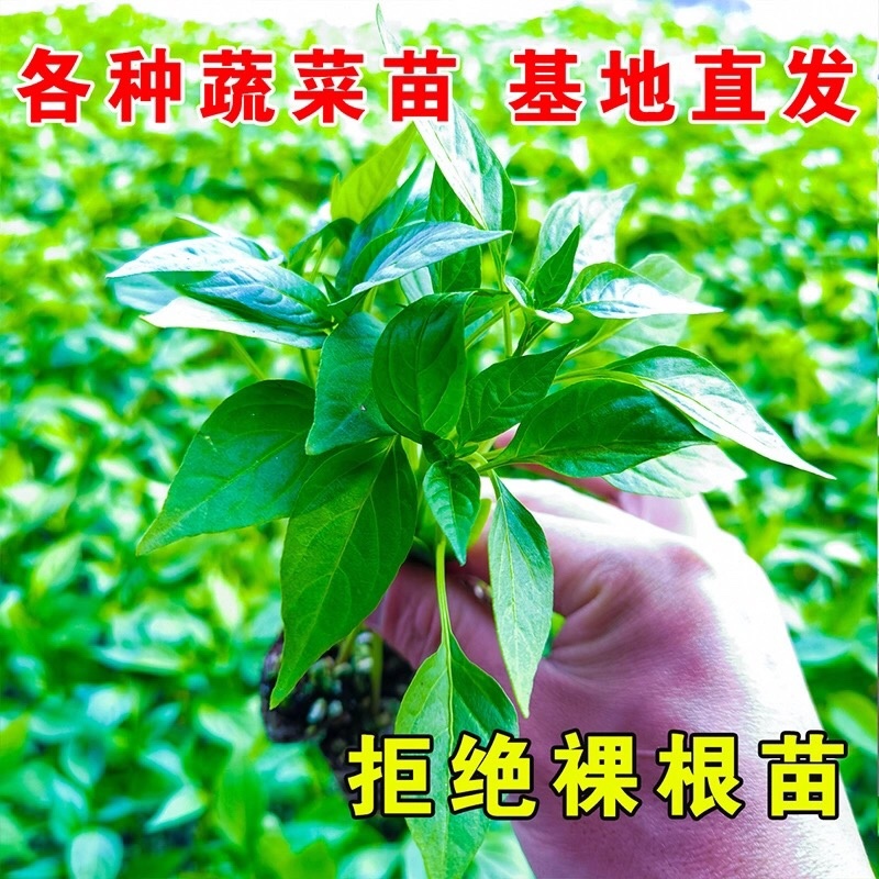 各种蔬菜苗自产自销6颗12颗一件代发对接电商