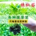 各种蔬菜苗自产自销6颗12颗一件代发对接电商