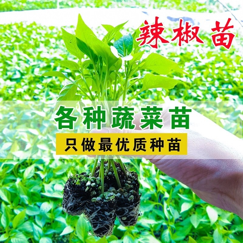 各种蔬菜苗自产自销6颗12颗一件代发对接电商