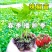 各种蔬菜苗自产自销6颗12颗一件代发对接电商