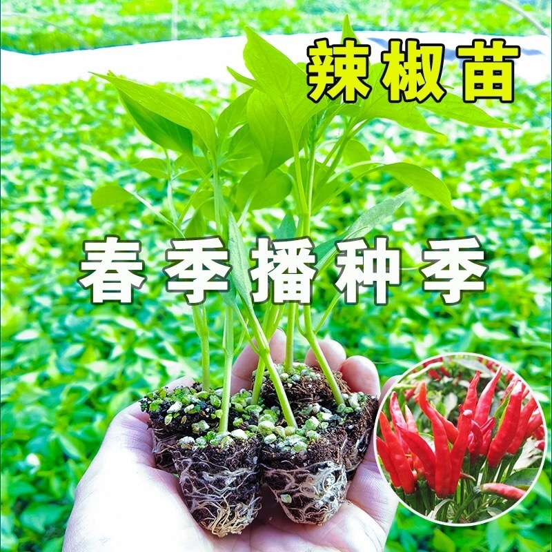 各种蔬菜苗自产自销6颗12颗一件代发对接电商