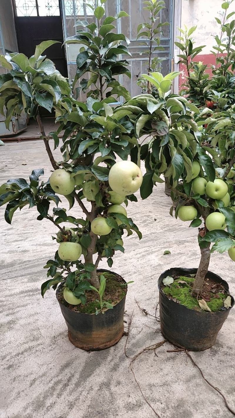 山东临沂罗庄区册山镇苹果盆栽培育基地，品种齐全一手货源！