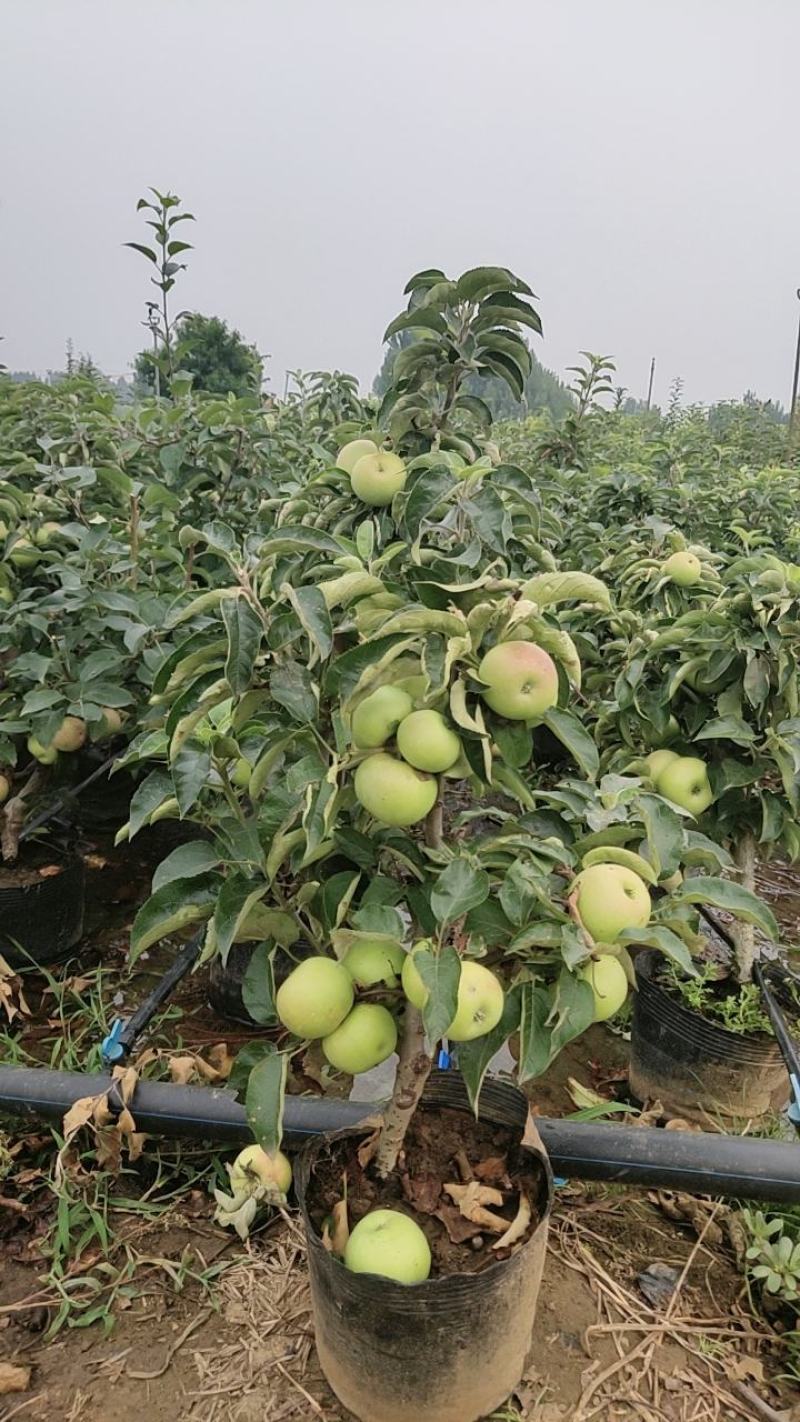 山东临沂罗庄区册山镇苹果盆栽培育基地，品种齐全一手货源！