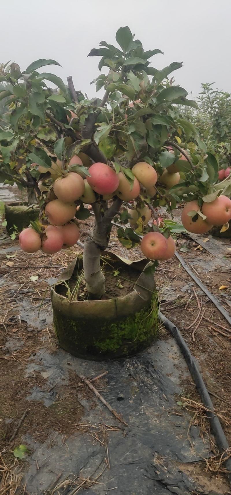 山东临沂罗庄区册山镇苹果盆栽培育基地，品种齐全一手货源！