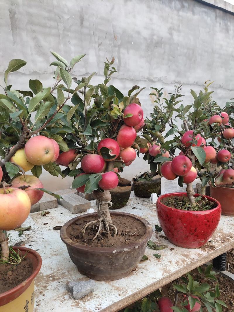 山东临沂罗庄区册山镇苹果盆栽培育基地，品种齐全一手货源！