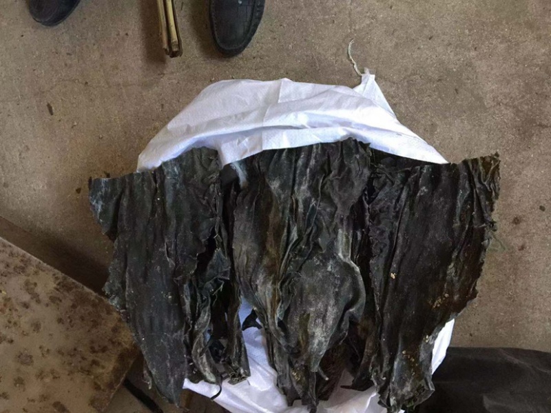 海带头海带皮半干海带头厂家直销低价批发