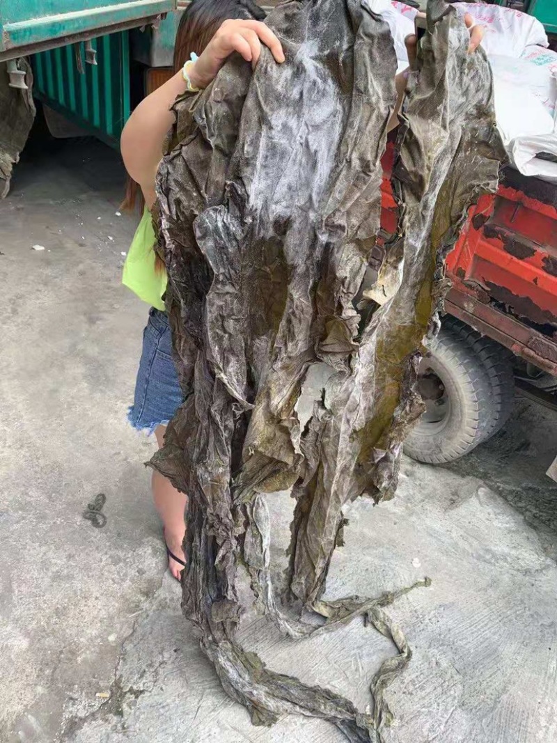 海带头海带皮半干海带头厂家直销低价批发