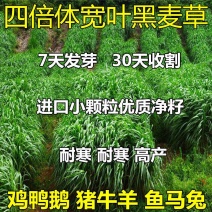 进口耐寒多年生黑麦草种子四季长青牧草种子猪牛羊鸡鸭鹅鱼草