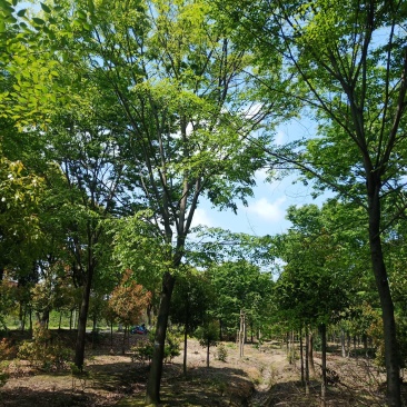 基地直供20/25/榉树红榉另有2/10公分的造林苗