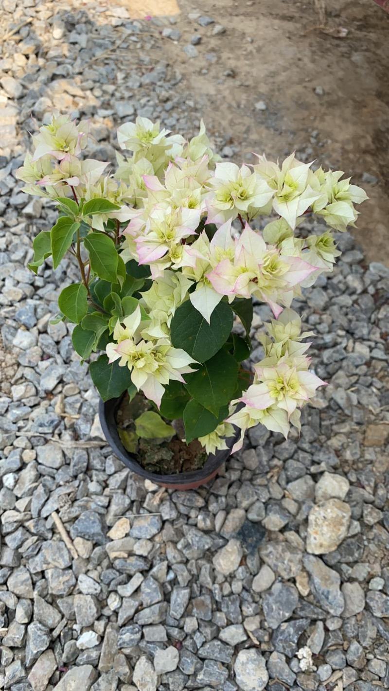 三角梅花/多种颜色/品相优/基地发货/大量出货量大优惠