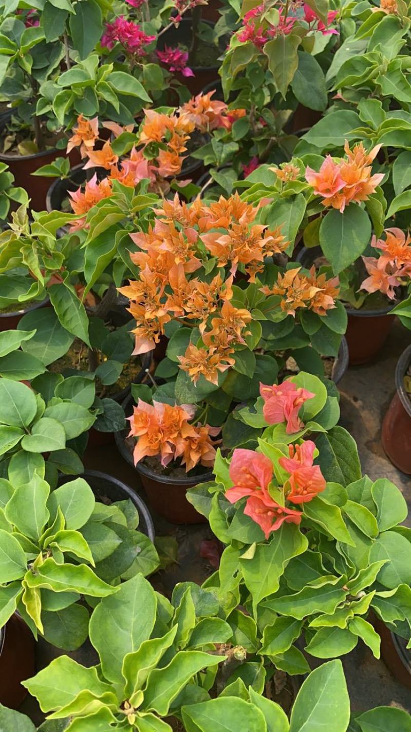 三角梅花/多种颜色/品相优/基地发货/大量出货量大优惠