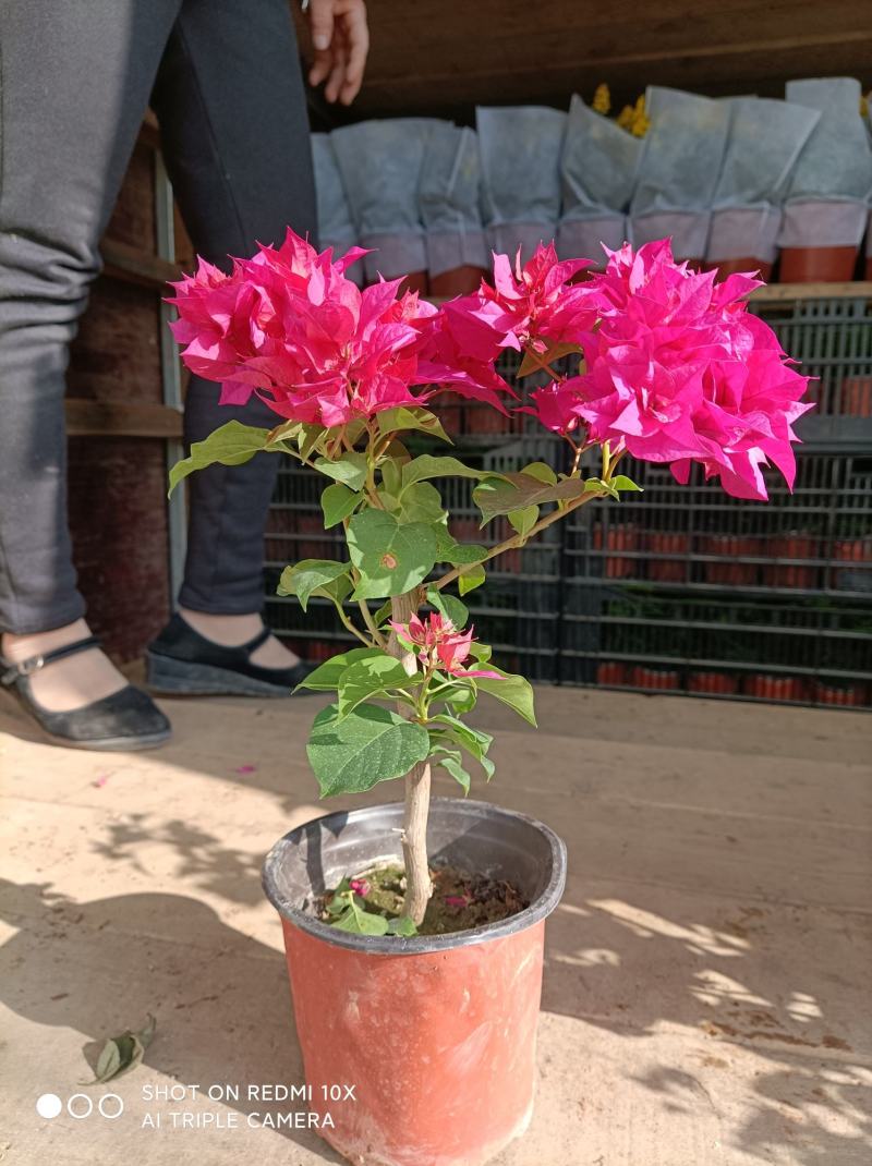 三角梅花/多种颜色/品相优/基地发货/大量出货量大优惠