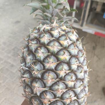 菠萝凤梨，地址云南省德宏州芒市，长期有货。