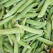 豌豆荚青豌豆大量上市，中豌九，长寿仁，双十一品种齐全价格