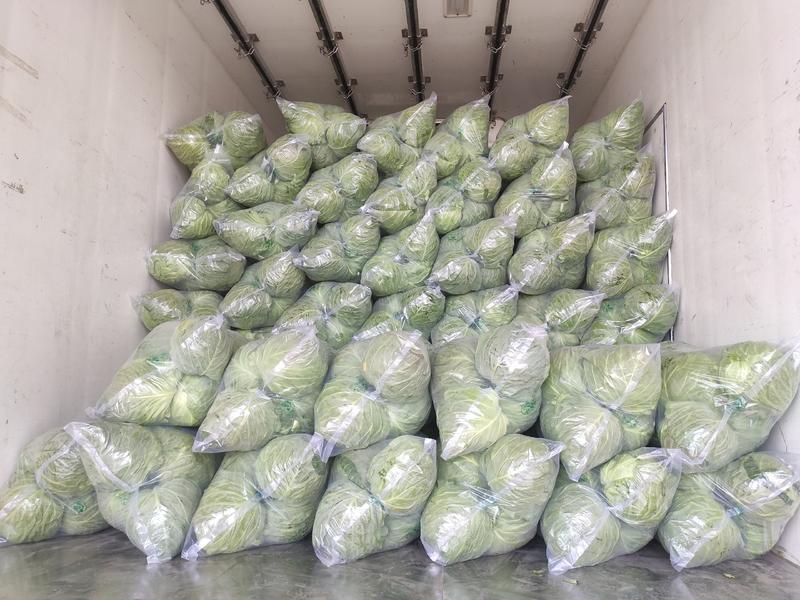 甘蓝包菜颜色绿精品包菜，大棚种植产地供应，货源充足
