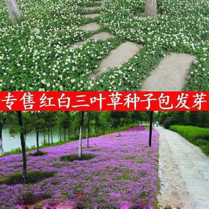 高羊茅草坪种子草籽黑麦免修种子四季青高羊茅耐寒易活籽