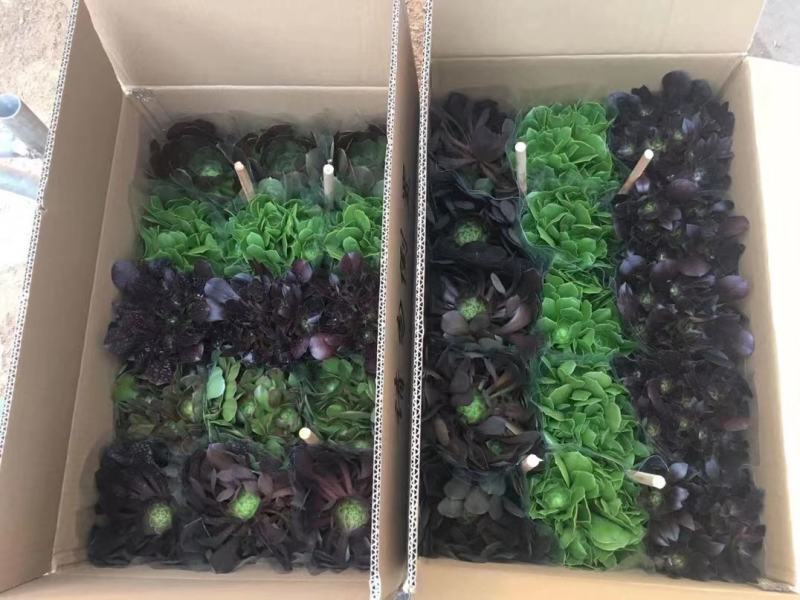 多肉法师系列