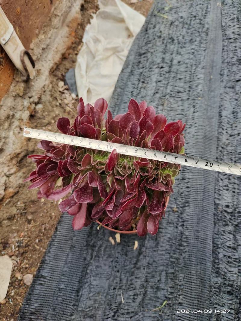 多肉法师系列