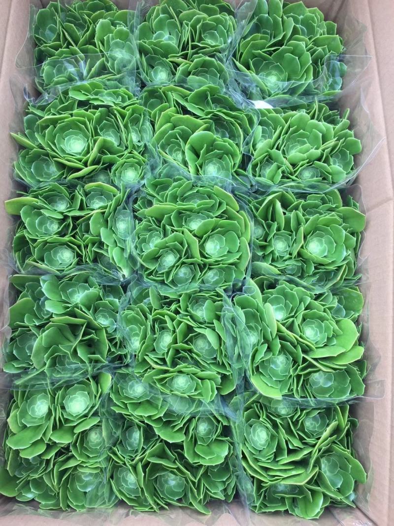 多肉法师系列