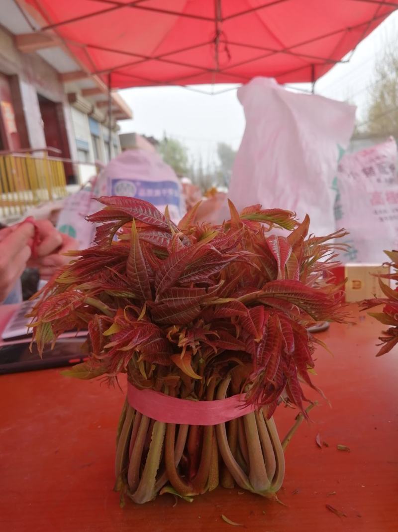 新品上市，大量有货，提前预订，欢迎各位选购！