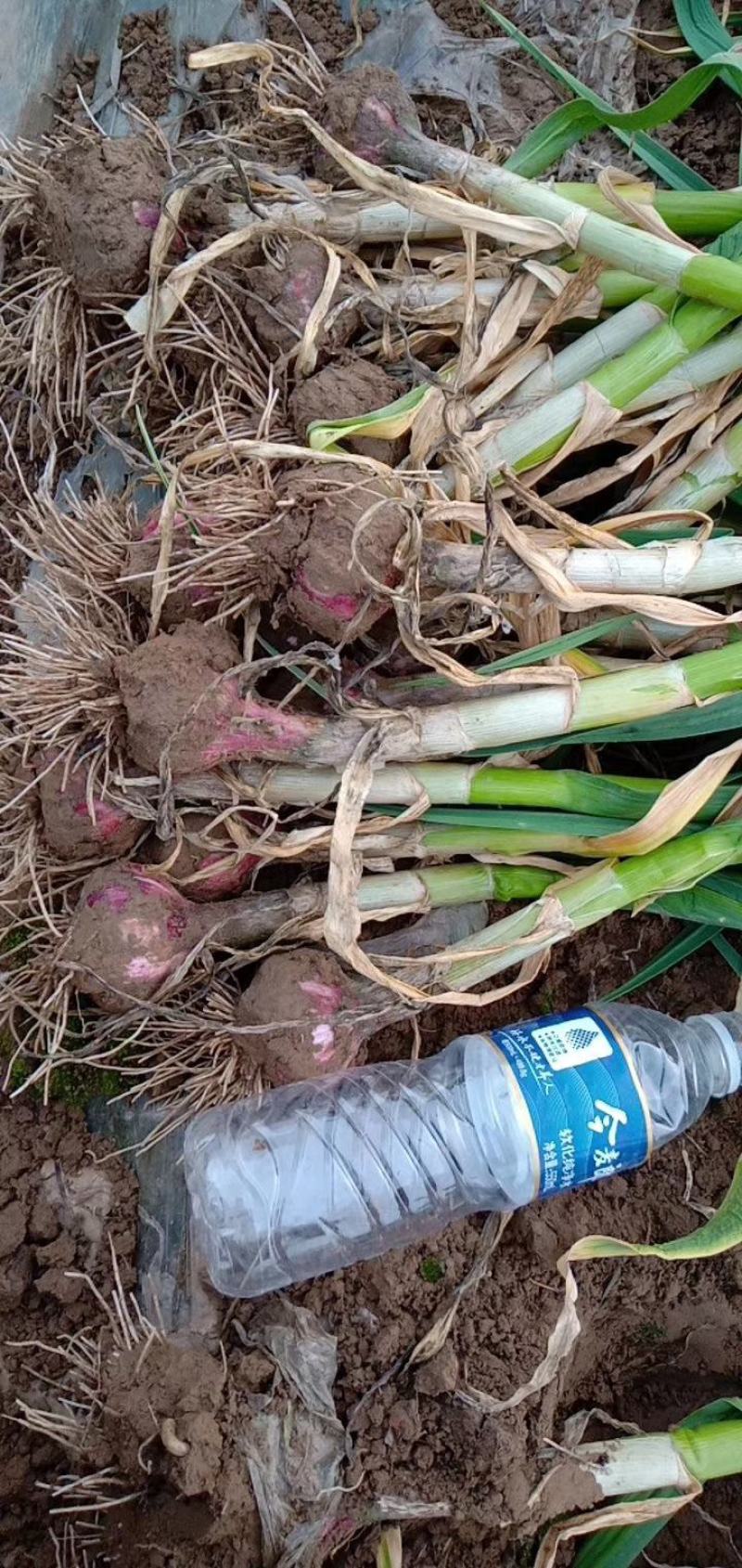 【牛商推荐】中牟红皮大蒜大量上市中诚信报价