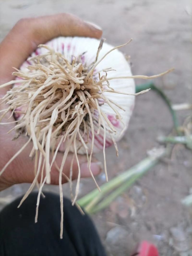 【牛商推荐】中牟红皮大蒜大量上市中诚信报价