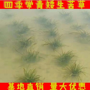 非洲四季青短叶小苦草四季常青短叶耐寒矮生苦草苗虾蟹专