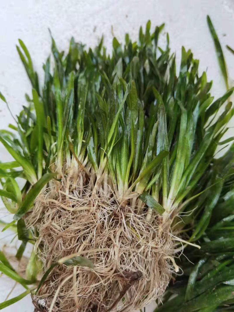 非洲四季青短叶小苦草四季常青短叶耐寒矮生苦草苗虾蟹专
