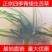 非洲四季青短叶小苦草四季常青短叶耐寒矮生苦草苗虾蟹专