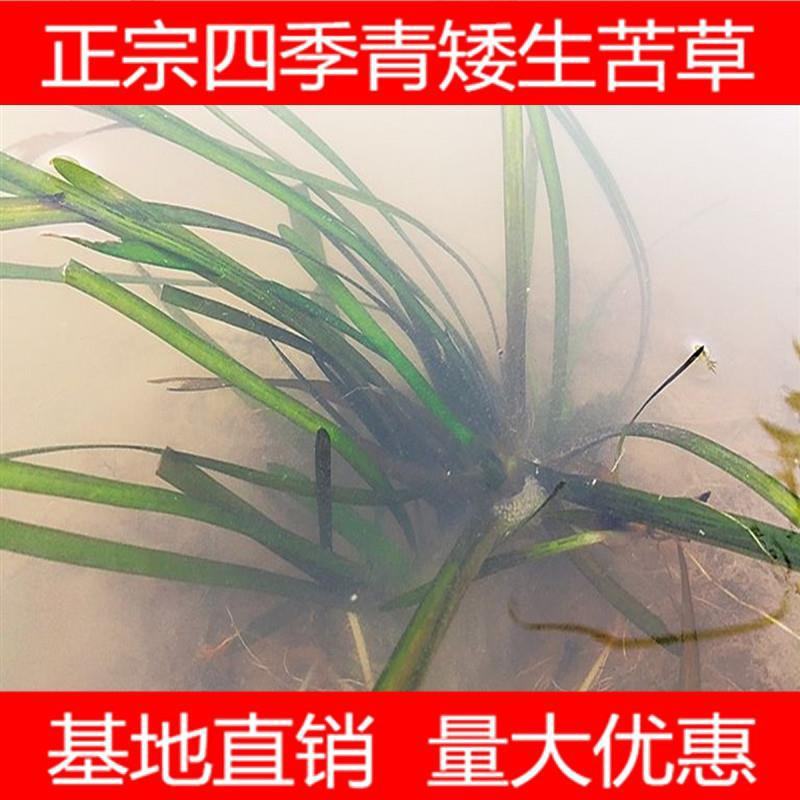 非洲四季青短叶小苦草四季常青短叶耐寒矮生苦草苗虾蟹专