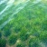 非洲四季青短叶小苦草四季常青短叶耐寒矮生苦草苗虾蟹专