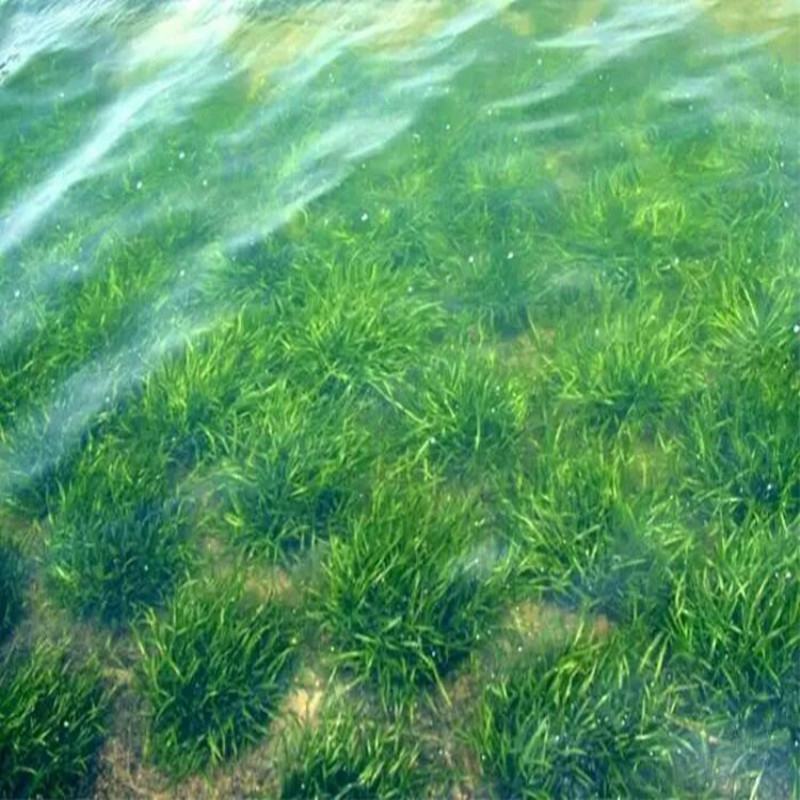 非洲四季青短叶小苦草四季常青短叶耐寒矮生苦草苗虾蟹专