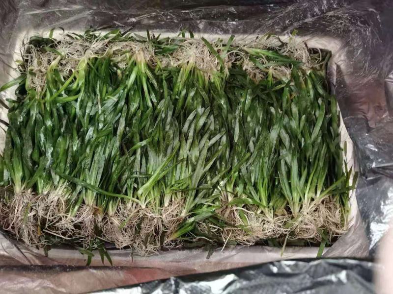 非洲四季青短叶小苦草四季常青短叶耐寒矮生苦草苗虾蟹专