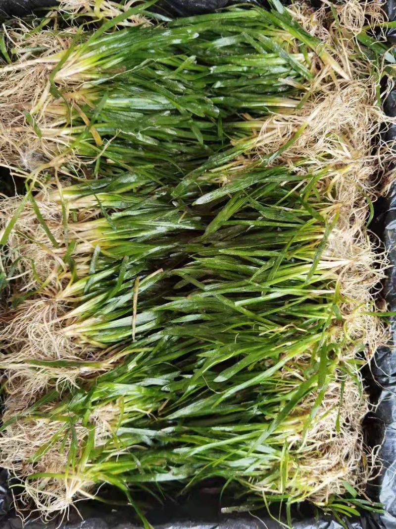 非洲四季青短叶小苦草四季常青短叶耐寒矮生苦草苗虾蟹专