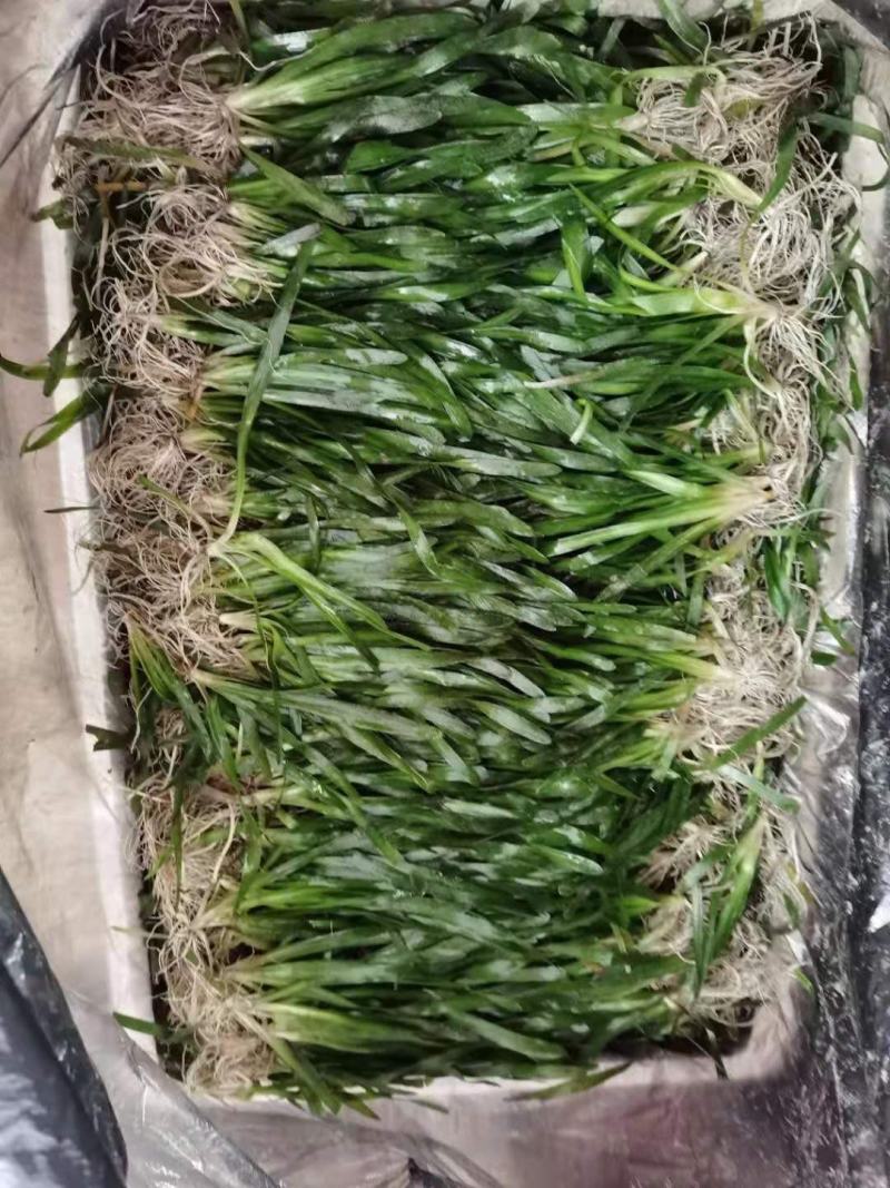 非洲四季青短叶小苦草四季常青短叶耐寒矮生苦草苗虾蟹专