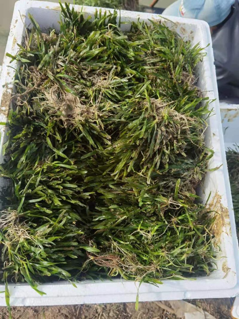 非洲四季青短叶小苦草四季常青短叶耐寒矮生苦草苗虾蟹专