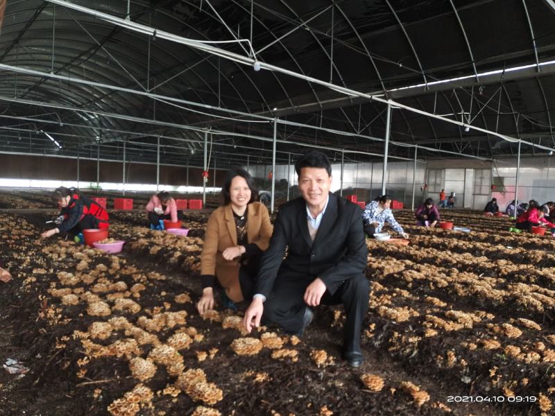 杨林寨”芦苇菇/美味健康食品/药食兼用真菌/基地直供