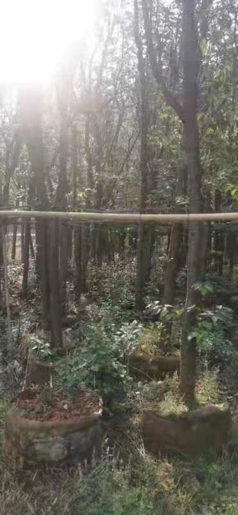云南樱花袋苗
