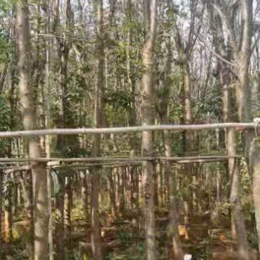 云南樱花袋苗