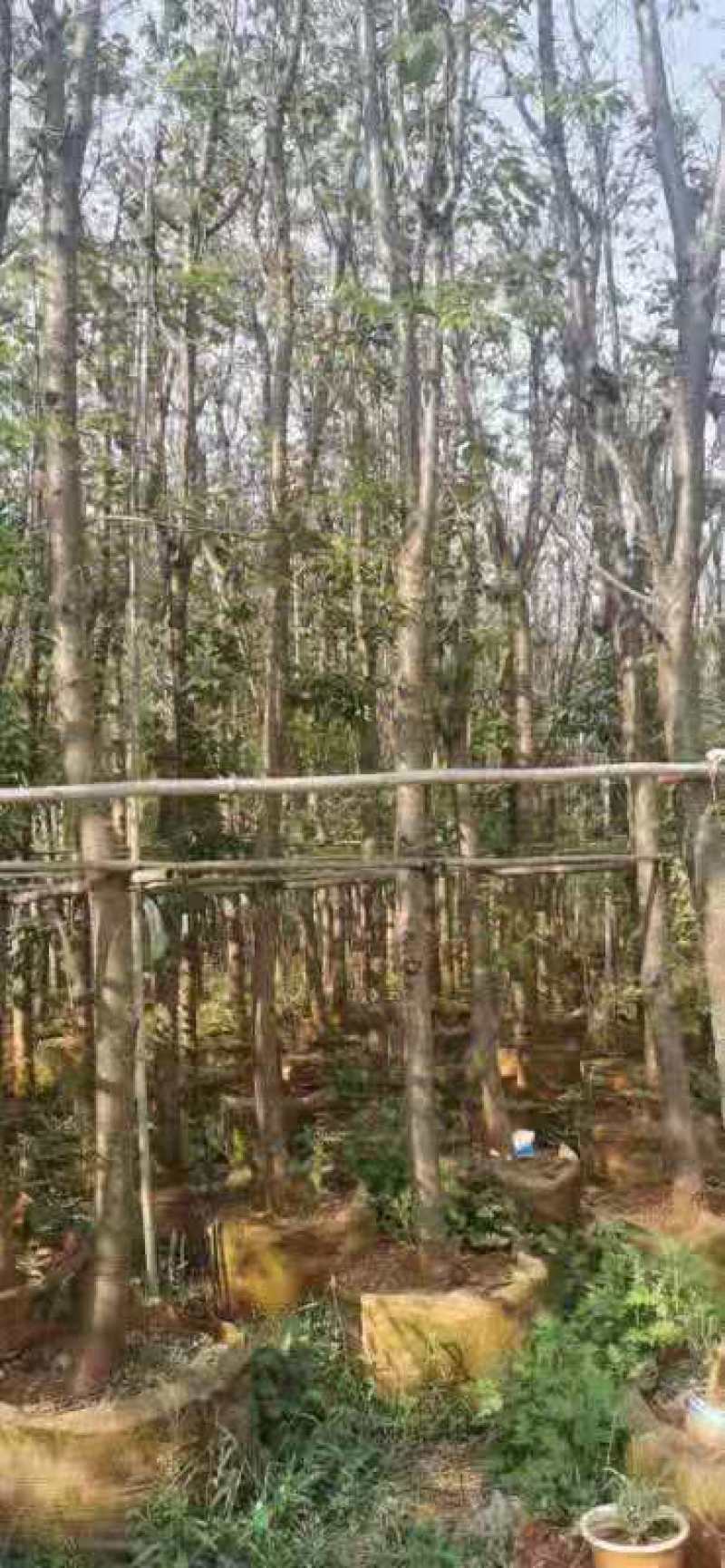 云南樱花袋苗