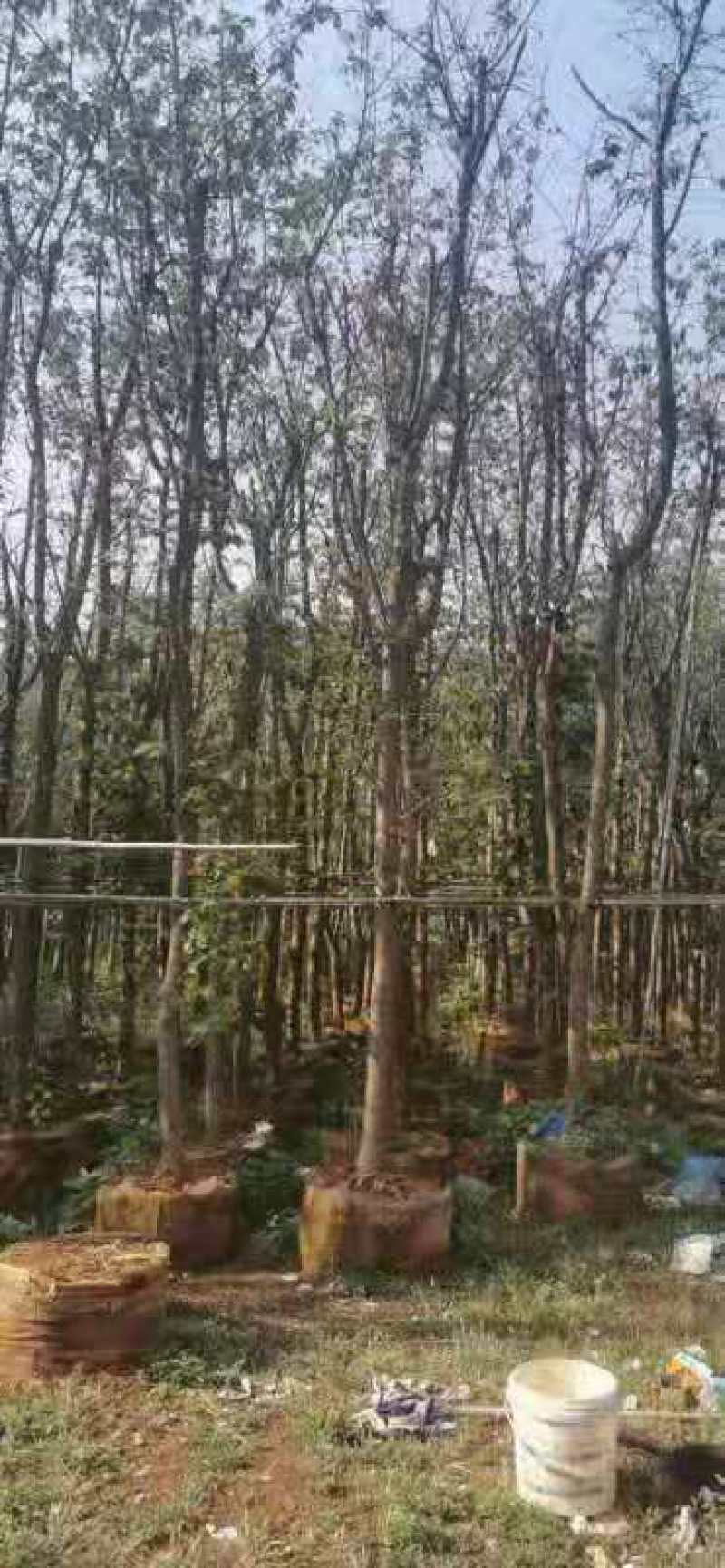 云南樱花袋苗