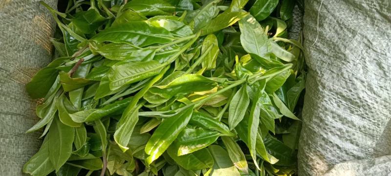 普洱茶